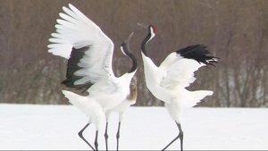 Wild Hokkaido! Kushiro: Dancing with Nature