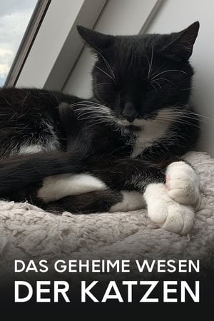 Image Das geheime Wesen der Katzen