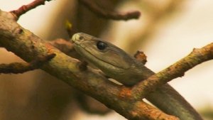 Naked and Afraid: Last One Standing Africa's Most Dangerous Snakes