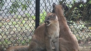 Secrets of the Zoo: Tampa Two and a Calf Kittens