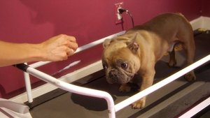Doggy Style