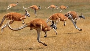 Secret Life of the Kangaroo Mob Rules