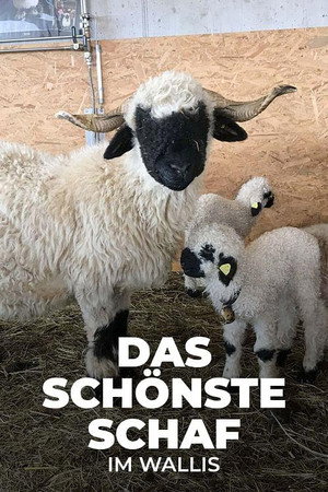 Das schönste Schaf im Wallis 6