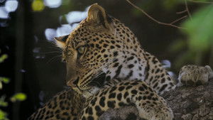 Cazadores de África: 2×1