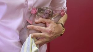 Bondi Vet: Coast to Coast Wombat Comeback