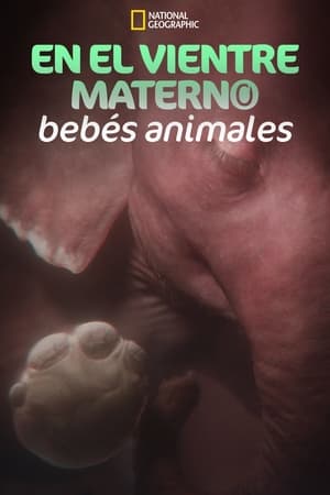 In the Womb: Animal Babies