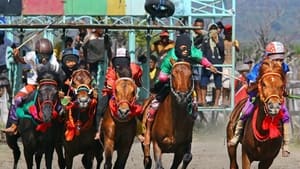 Les enfants jockeys de Sumbawa