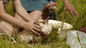 Hens, Virus and Us