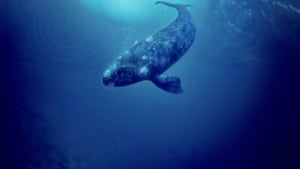 Jeździec wielorybów (2003) film online