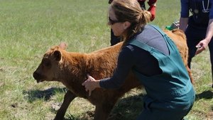 Dr. Oakley, Yukon Vet When Cows Fight Back