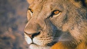 Lions de Namibie, les rois du désert film complet