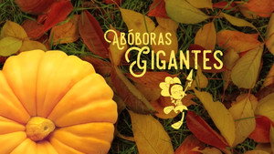 Giant Pumpkins | StreamHub