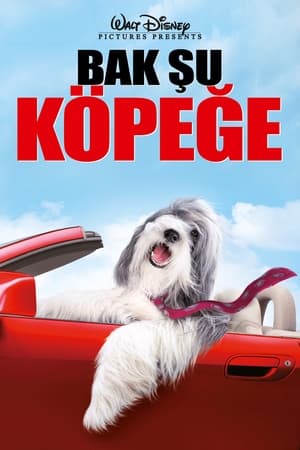 Bak Şu Köpeğe 2006