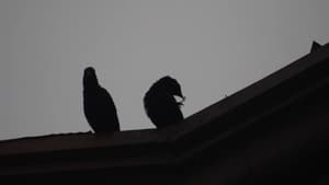 The Day When the Crows Were Present