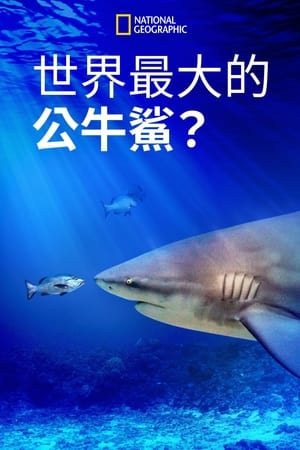 Poster World's Biggest Bull Shark? 2021
