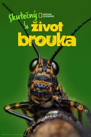 Image Skutečný život brouka