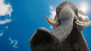 Au cœur de Disney’s Animal Kingdom