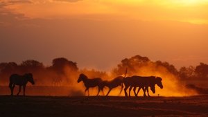 Nature's Epic Journeys Zebra