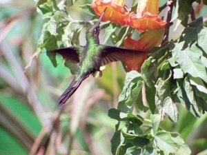 Life on Earth Lords of the Air