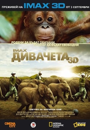 Poster Дивачета 2011