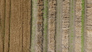 Dans la peau des premiers paysans français