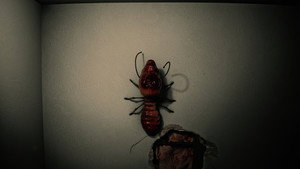 Bugged