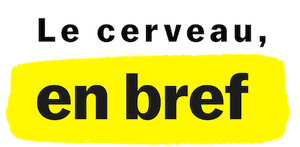 Le Cerveau, en bref