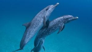 Chasing Ocean Giants Panama's Boiling Sea