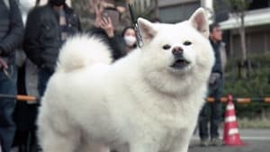 Image Dog Parade Marks 100 Years Since Birth of Hachiko