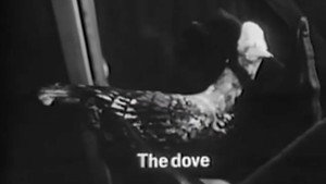 Poster for The Dove