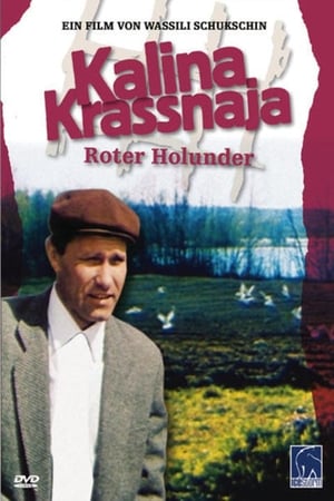 Image Kalina Krassnaja – Roter Holunder