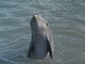 Flipper's Underwater Museum