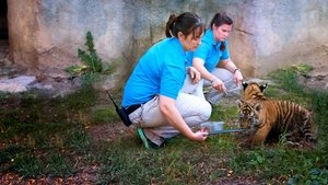 Os Segredos do Zoológico