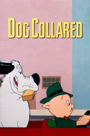 Poster Dog Collared 1950
