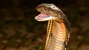 Un monde mortel : redoutables serpents film complet