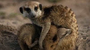 Meerkat Manor: Rise of the Dynasty Trouble in Paradise