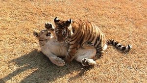 Unlikely Animal Friends All in the Family