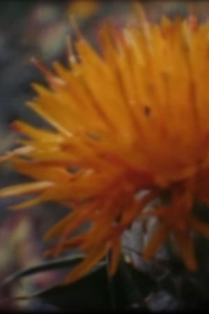 Nonton film Shades of Safflower-dyed Celluloid (2015) terbaru sub indo Nonton film Shades of Safflower-dyed Celluloid (2015) terbaru sub indo