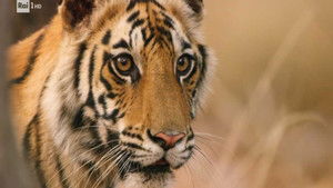 Thumbnail Episode 5: Johnson Space Center, the Rimini purifier