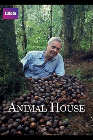 Poster Animal House 2011