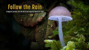 Follow the Rain