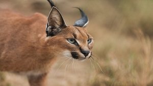 Asesinos del Kalahari