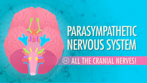 Crash Course Anatomy & Physiology Parasympathetic Nervous System