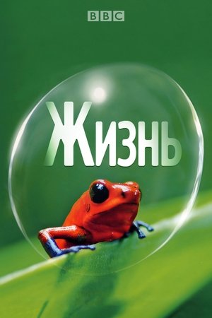 Image Жизнь