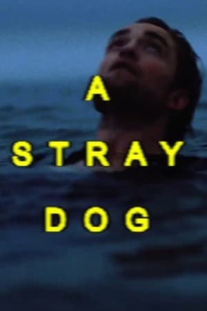A Stray Dog