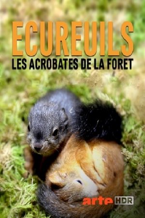 Image Ecureuils, les acrobates de la forêt