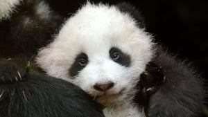 Nature Pandas: Born To Be Wild