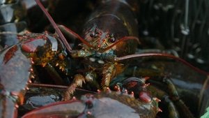 The Lobster Looting at Long Cove