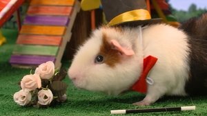 Cochon dingue: 6×27