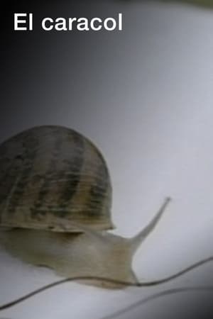 Image El caracol